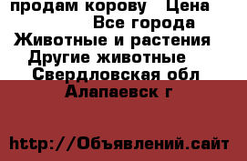 продам корову › Цена ­ 70 000 - Все города Животные и растения » Другие животные   . Свердловская обл.,Алапаевск г.